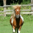 shetlandsk pony slo 3